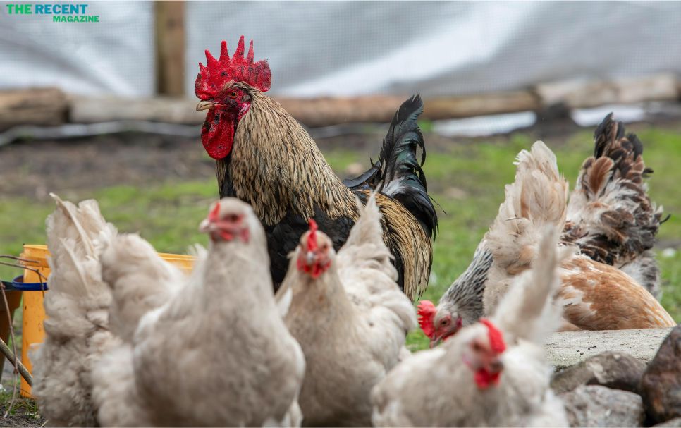 Fur Hen
