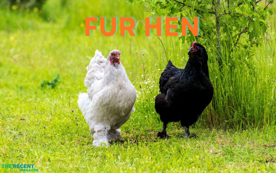 Fur Hen
